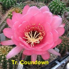 Tr. Coundown.4.0.jpg 